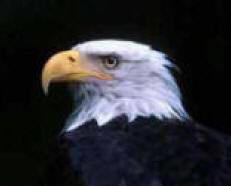 The American Bald Eagle